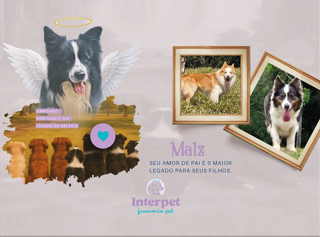 Homenagem ao Malz: Um Pai de Cães que Deixou um Legado de Amor